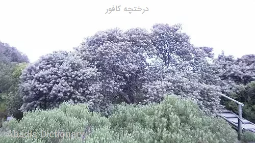 درختچه کافور